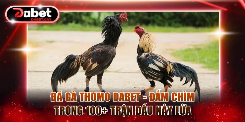 Đá gà Thomo