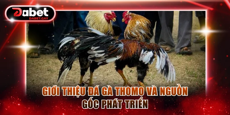 Giới thiệu đá gà Thomo và nguồn gốc phát triển
