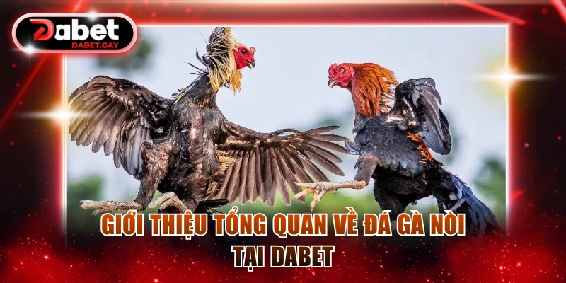 Giới thiệu tổng quan về đá gà nòi tại Dabet