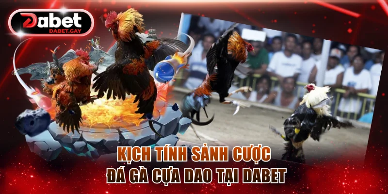 Kịch tính sảnh cược Đá gà cựa dao tại Dabet