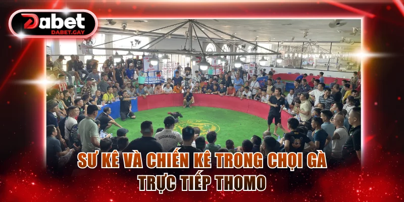 Sư kê và chiến kê trong chọi gà trực tiếp Thomo